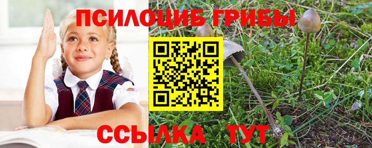 Галлюциногенные грибы Psilocybine cubensis Сургут